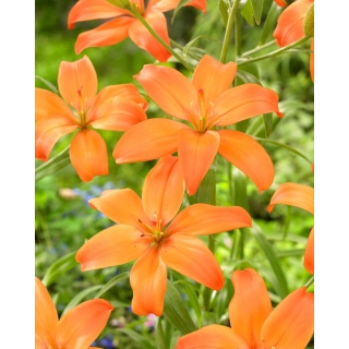 Lilia - Mandarin Star - bezpyłkowa, idealna do wazonu! - duża paczka! - 10 szt.