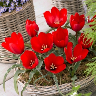 Tulipan wilsoniana - GIGA paczka! - 250 szt.