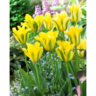 Tulipan Yellow Springgreen - 5 szt.