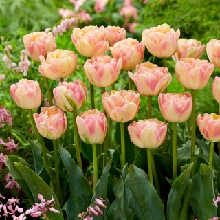 Tulipan Creme Upstar - GIGA paczka! - 250 szt.