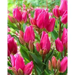 Tulipan Happy Family - GIGA paczka! - 250 szt.