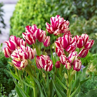 Tulipan Flaming Club - GIGA paczka! - 250 szt.