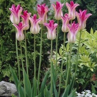 Tulipan Florosa - GIGA paczka! - 250 szt.
