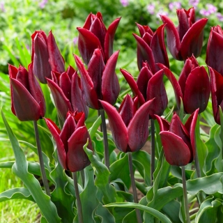 Tulipan Lasting Love - GIGA paczka! - 250 szt.