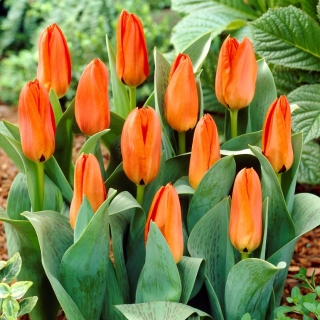 Tulipan niski pomarańczowy - Greigii orange - GIGA paczka! - 250 szt.