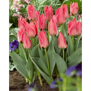 Tulipan niski różowy - Greigii pink - GIGA paczka! - 250 szt.
