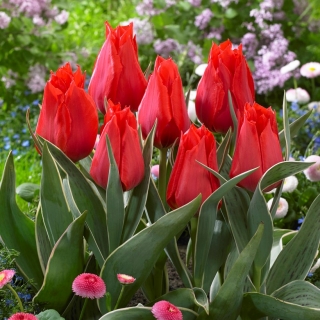 Tulipan niski czerwony - Greigii red - GIGA paczka! - 250 szt.