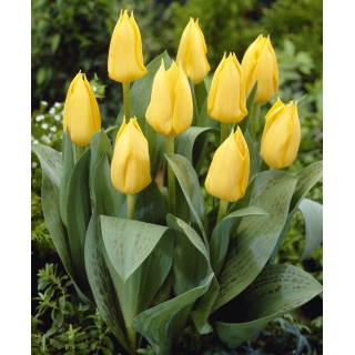 Tulipan niski żółty - Greigii yellow - GIGA paczka! - 250 szt.
