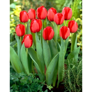 Tulipan Red Impression - GIGA paczka! - 250 szt.