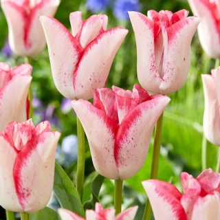 Tulipan Beauty Trend - GIGA paczka! - 250 szt.