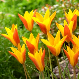 Tulipan Chrysantha Tubergen's Gem - GIGA paczka! - 250 szt.