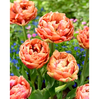 Tulipan Copper Image - GIGA paczka! - 250 szt.