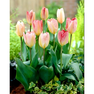 Tulipan Flaming Purissima - GIGA paczka! - 250 szt.