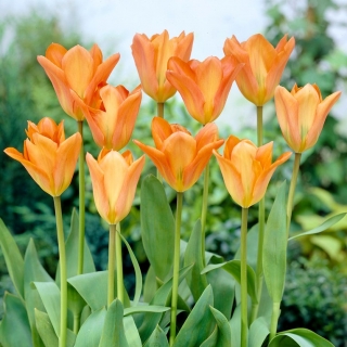 Tulipan Orange Emperor - GIGA paczka! - 250 szt.