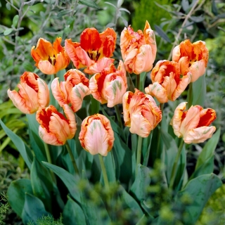 Tulipan Apricot Parrot - 5 szt.