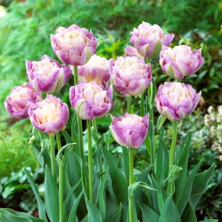 Tulipan Sweet Desire - duża paczka! - 50 szt.