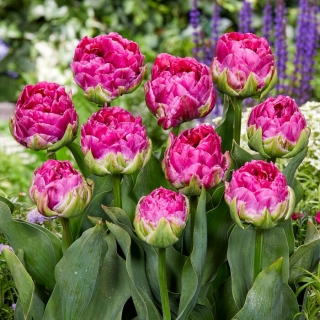 Tulipan Wicked in Pink - GIGA paczka! - 250 szt.