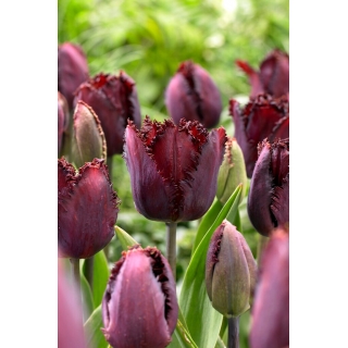 Tulipan Black Jewel - duża paczka! - 50 szt.