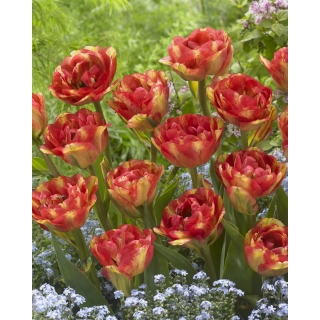 Tulipan Sundowner - GIGA paczka! - 250 szt.