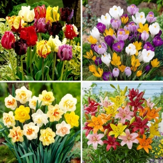 Cebulki Jesienne - zestaw 4 gatunków kwiatów - 45 sztuk