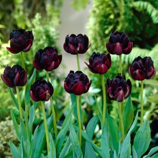 Tulipan Black Hero - GIGA paczka! - 250 szt.