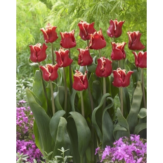 Tulipan Elegant Crown - GIGA paczka! - 250 szt.