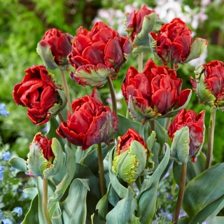 Tulipan Rococo Double - pełny - GIGA paczka! - 250 szt.