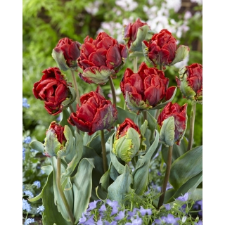 Tulipan Rococo Double - pełny - GIGA paczka! - 250 szt.