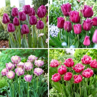 Tulipan - zestaw 4 odmian kwiatów - 40 szt.