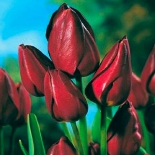 Tulipan Wallflower - GIGA paczka! - 250 szt.