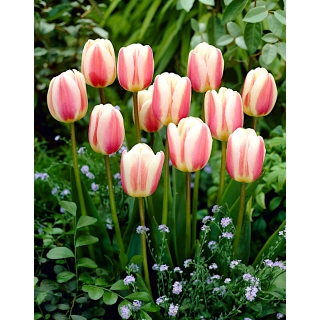 Tulipan Beau Monde - GIGA paczka! - 250 szt.