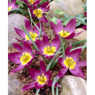 Tulipan botaniczny - Eastern Star - GIGA paczka! - 250 szt.