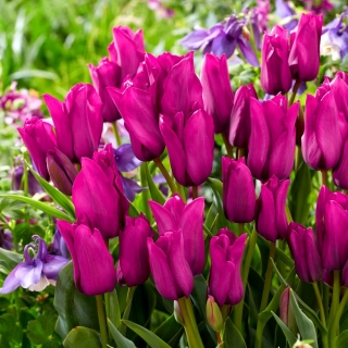 Tulipan Purple Bouquet - GIGA paczka! - 250 szt.