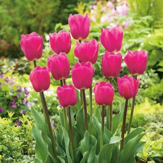 Tulipan różowy - Rose - GIGA paczka! - 250 szt.