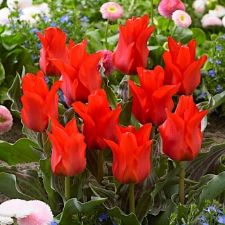 Tulipan Red Riding Hood - GIGA paczka! - 250 szt.