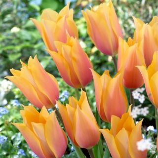 Tulipan Blushing Lady - GIGA paczka! - 250 szt.