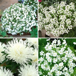 Rośliny jednobarwne - zestaw 4 odmian kwiatów w kolorze białym