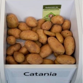 Ziemniaki, Sadzeniaki - Catania - bardzo wczesne - 25 kg