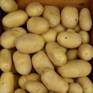 Ziemniaki, Sadzeniaki - Colomba - bardzo wczesne - 12 szt.