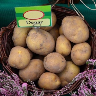 Ziemniaki, Sadzeniaki - Denar - bardzo wczesne - 25 kg