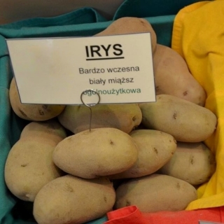 Ziemniaki, Sadzeniaki - Irys - bardzo wczesne - 60 szt.