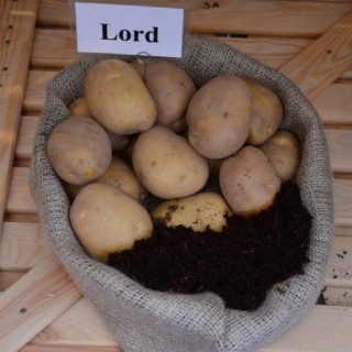 Ziemniaki, Sadzeniaki - Lord - bardzo wczesne - 60 szt.