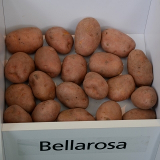 Ziemniaki, Sadzeniaki - Bellarosa - wczesne - 12 szt.