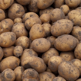 Ziemniaki, Sadzeniaki - Gala - wczesne - 25 kg
