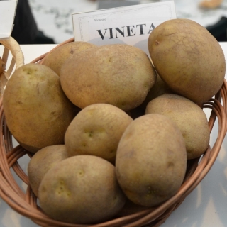 Ziemniaki, Sadzeniaki - Vineta - wczesne - 60 szt.