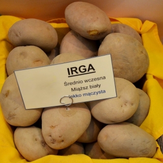 Ziemniaki, Sadzeniaki - Irga - średnio wczesne - 60 szt.