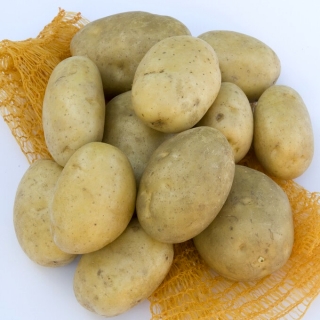 Ziemniaki, Sadzeniaki - Jurek - średnio wczesne - 12 szt.