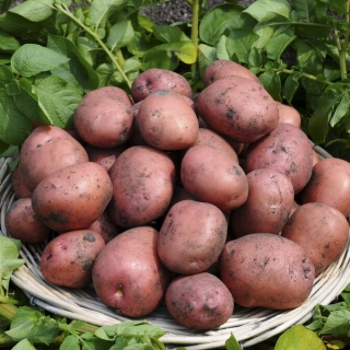 Ziemniaki, Sadzeniaki - Ricarda - średnio wczesne - 25 kg