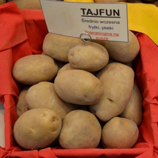 Ziemniaki, Sadzeniaki - Tajfun - średnio wczesne - 25 kg