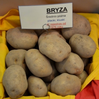 Ziemniaki, Sadzeniaki - Bryza - średnio późne - 60 szt.
